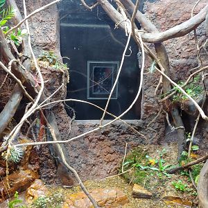 SR3: Panamanian Golden Frogs