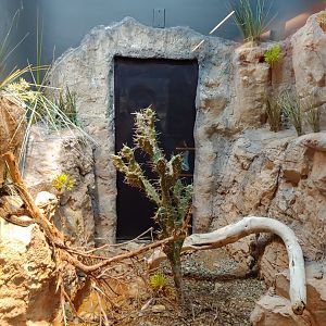 17: Mexican lance-headed Rattlesnake