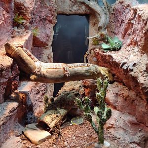 15: Beaded lizard & Gila Monster