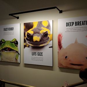 Graphic featuring none of the species displayed