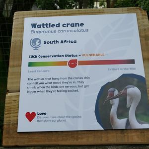 New Wattled crane sign, May 2019