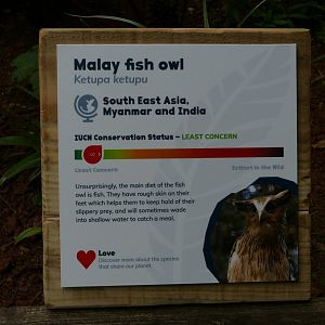 New Malay fish owl sign, May 2019