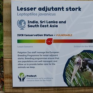 New Lesser adjutant sign, May 2019