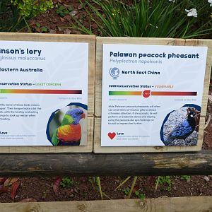 New Swainson's lory and Palawan peacock pheasant signs, May 2019