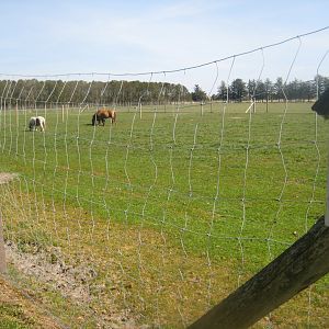 Farm Fun - Pony exhibit