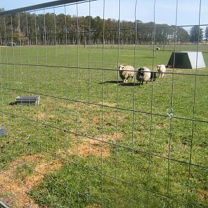 Farm Fun - Sheep exhibit