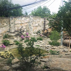 Snow leopard enclosure 21/05/2019