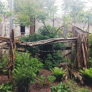 Clouded leopard enclosure 21/05/2019