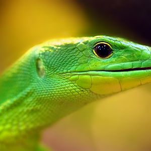 Green Keel-bellied Lizard