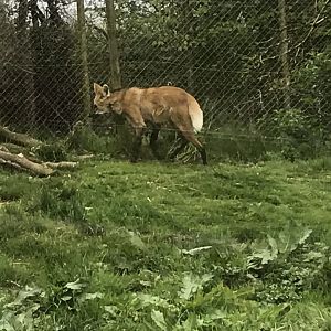 Maned Wolf 280419