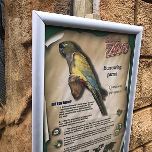 Burrowing parrot sign 280419