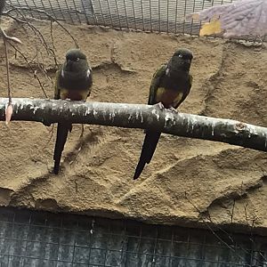 Burrowing parrots 280419