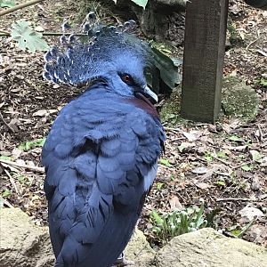 Victoria crowned-pigeon 280419