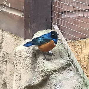 Superb starling 280419