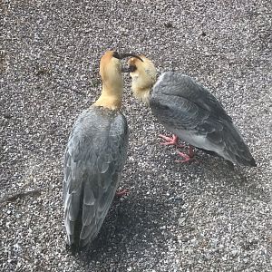 Buff-necked ibises 280419