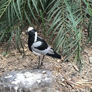 Blacksmith lapwing 280419