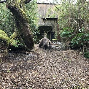 Bat-eared Fox 280419