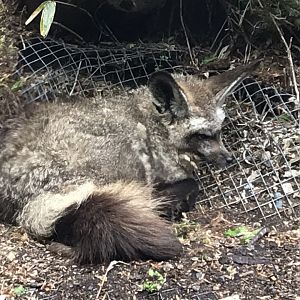 Bat-eared fox 280419