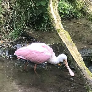 Roseate spoonbill 280419