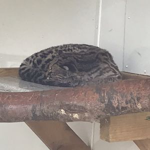 Margay 280419