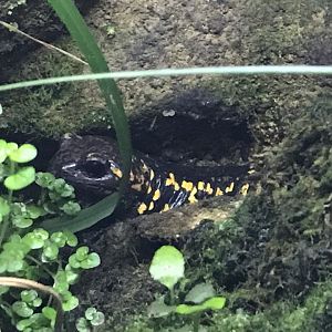 Fire salamander 290419