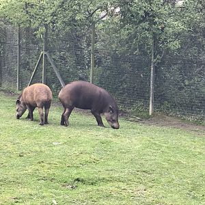 South American tapirs 290419