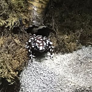 Maranon poison frog 290419