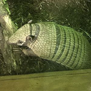 Six-banded armadillo 290419