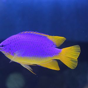 Southsea devil - Chrysiptera taupou