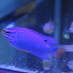 Chrysiptera cyanea - Sapphire devil