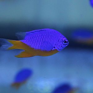 Chrysiptera hemicyanea