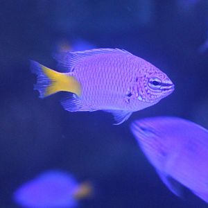 Chrysiptera parasema