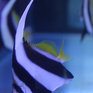 Schooling bannerfish - Heniochus diphreutes