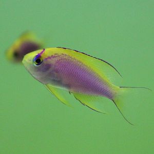 Juvenile Pseudanthias ventralis