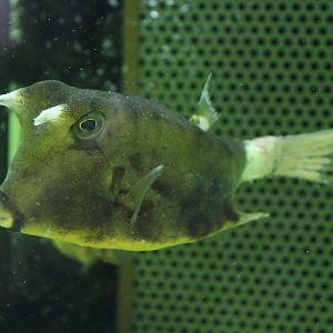 Boxfish ID