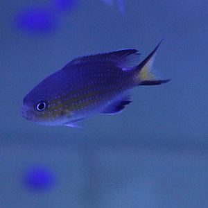 Van der Bilt damselfish - Chromis vanderbilt