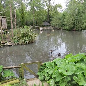 Ruffed lemur island 290419