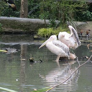 Great white pelicans 290419