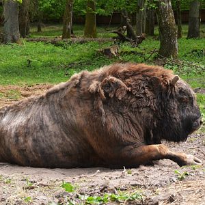 'Zubron' Hybrid at Rezerwat Pokazowy Żubrów, Białowieża 07/05/19