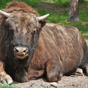 'Zubron' Hybrid at Rezerwat Pokazowy Żubrów, Białowieża 07/05/19