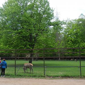 Red Deer Enclosure at Rezerwat Pokazowy Żubrów, Białowieża 07/05/19