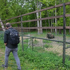 'Zubron' Hybrid Viewing at Rezerwat Pokazowy Żubrów, Białowieża 07/05/19