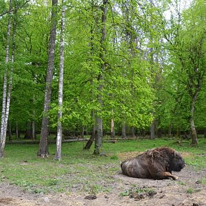 'Zubron' Hybrid and Enclosure at Rezerwat Pokazowy Żubrów, Białowieża 07/05/19