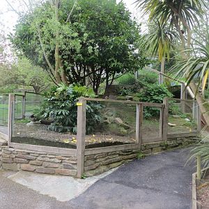 Cusimanse enclosure 290419