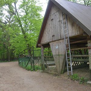 'Zubron' Hybrid Enclosure at Rezerwat Pokazowy Żubrów, Białowieża 07/05/19