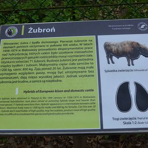Signage Example at Rezerwat Pokazowy Żubrów, Białowieża 07/05/19