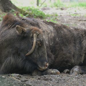 'Zubron' Hybrid at Rezerwat Pokazowy Żubrów, Białowieża 07/05/19