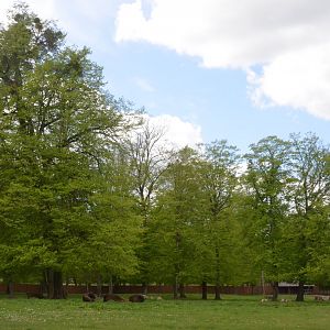 European Bison Enclosure at Rezerwat Pokazowy Żubrów, Białowieża 07/05/19