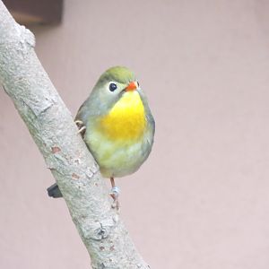 Gems of the Jungle - Red-billed Leiothrix 290419