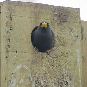 Gems of the Jungle - Grosbeak starling 290419